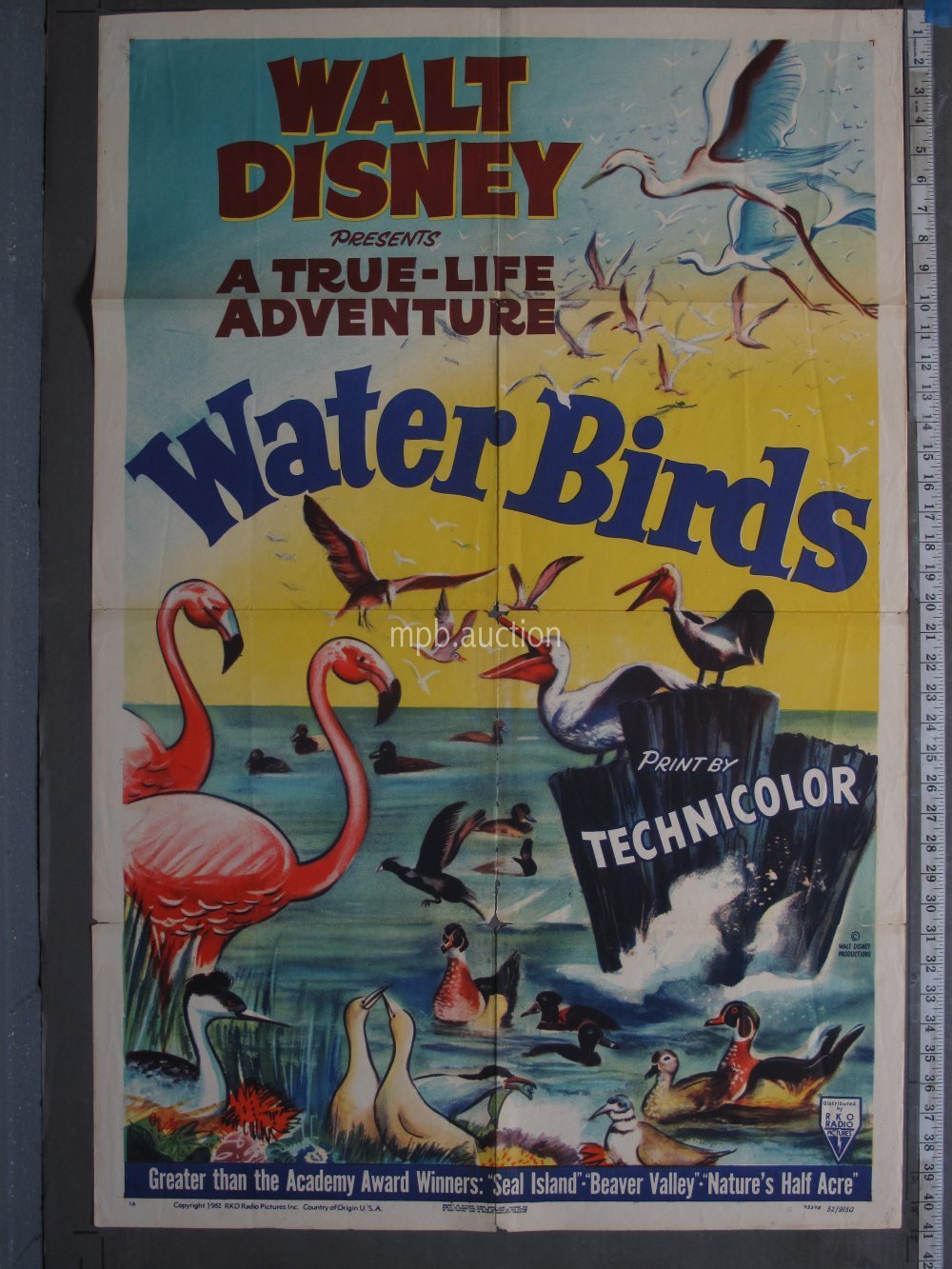 WATER BIRDS (1952) Original Movie Poster
